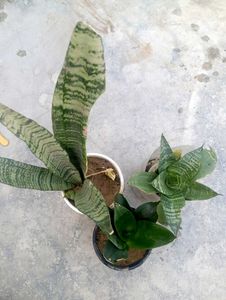 Snake Plant Combo