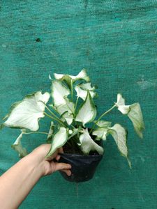 Caladium Bondi Plant