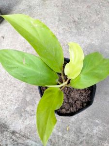 Indoor Plant Collection