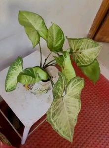 every green 💚 Arrowhead Plant