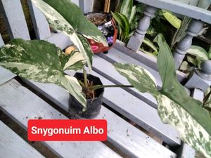 plants combo offer