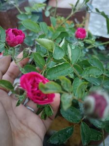 Pink Rose