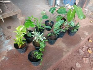 10 Plants