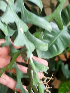 Fishbone Cactus