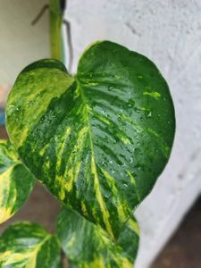 Money Plant Big Leaves