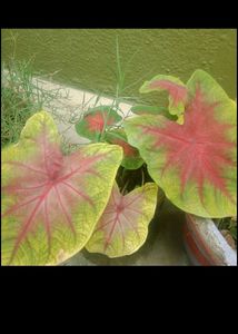 Indoor Plants