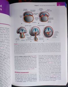 LANGMAN HUMAN EMBRYOLOGY