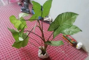 Pack 2 Arrowhead Zabronics plantS