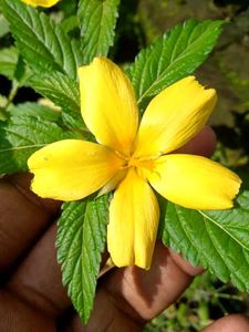 3 Turnera Ulmifolia (also known as Yellow Alder)