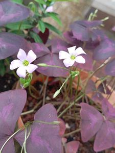 Purple Shamrock Plant