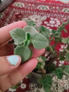 Potted Plant
