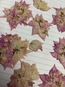 dry flowers pink