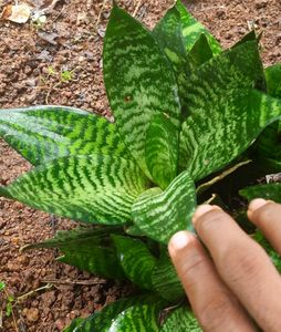 Snake plant