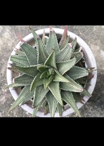 Variegated Haworthia ( Fairies Washboard)