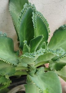 Bryophyllum