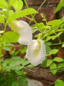 Aprajita Blue And White Flower Seed
