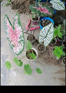 Caladium