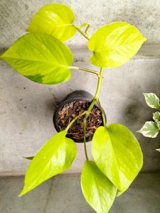 Air Purifying Pothos N Snygonuims Combo Offer.