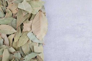 Herbal Dry Sandalwood(Chandan) Leaves 100gm