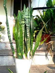 Combo Of  Sansevieria(snake Plant)