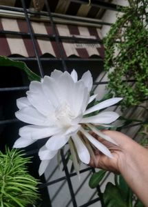 Dutchman&#39;s Pipe Cactus/ Brahma Kamal Leaves