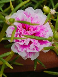 Portulaca Flower Plant 4 inch Cutting 7 Colours