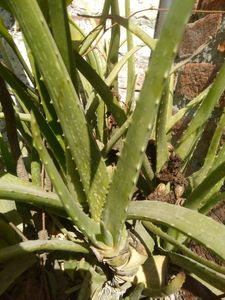 Aloe Vera Plant