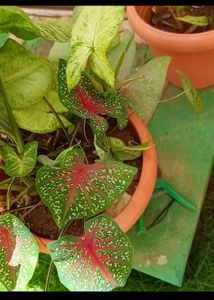 rare red veined Caladium and syngonium