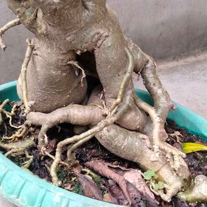 Matured Pink Colour Flower Bonsai (7 Yrs+)