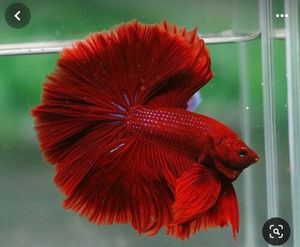 Unique Betta Fish Keychain