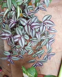 5 Combo Plants