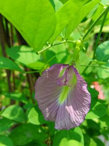 Pink Butterfly Pea Seeds