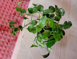 2 Set Money &amp; Pandanus veitchii Plants