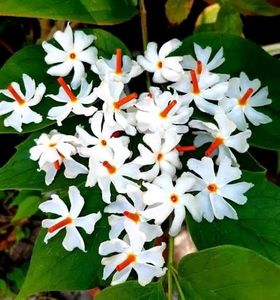 All Time Harsingar Plant
