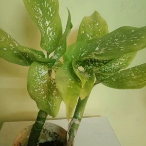 Dieffenbachia Camilla Plant