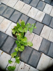 10 Live Root Plants