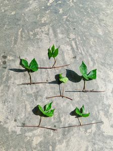 Six Morning Glory Saplings