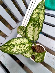 Aglonema N Dieffenbachia Combo