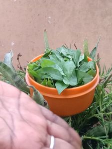 Henna Leaves ,Stems,Seeds Also Available Combo