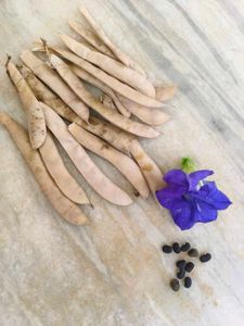 Butterfly pea seeds🫛