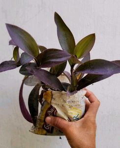 Set 2 Purple 💜 Heart &amp; Money&#39; Plants 🌵