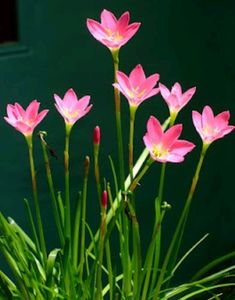 Pink Rain Lily
