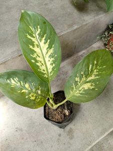 Indoor Plant Collection offer