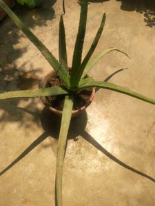 Combo 1 Alovera Nd 2 Blub Rajnigandha Plant
