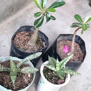 2 Rare Sansevierias N Two Adenuim