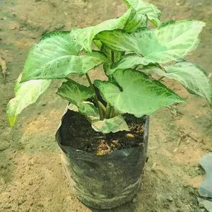 Syngonium Albo Variegatum