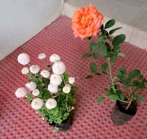 Set 2 Beautiful Gulab & से Sewanti Plants