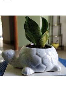 Ceramic Pot (tortoise Shaped)