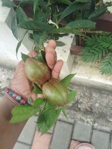 Mahkota Dewali Dried Leaf For Diabetics