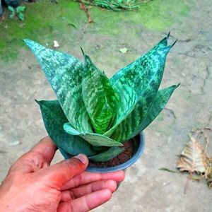 Sansevieria “Hahnii” Birds Nest Dwarf Snake Plant
